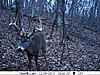 stealth cam i890 nine pointer-pict0085.jpg