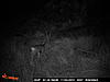 mix of trail camera pics-canyon-trail-cam-pictures-007.jpg