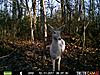 Cool pics - White Deer-whitedeer12.11.11.2.jpg