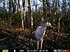 Cool pics - White Deer-whitedeer12.11.11.3.jpg