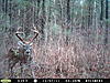 pics of buck i killed on 12 23 2011-left-wood-bridge-12-12-11-003.jpg