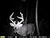 pics of buck i killed on 12 23 2011-002.jpg