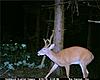 Cuddeback Pics-09-buck4.jpg