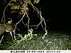 Two possible hitlist candidates-trail-cam-pics-unit-b-033.jpg