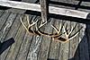 shedding horns in massachusetts-100_0280.jpg