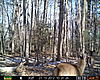 New trail cam for Christmas-prms0005.jpg