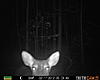 New trail cam for Christmas-prms0003.jpg