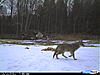 coyote pics-017.jpg