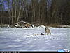coyote pics-023.jpg