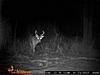 2012 Trail Camera Photos-janurary-pics-6-.jpg