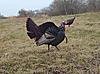 4/21/12 PA homebrew workshop-strutting-turkey-cropped-1.jpg