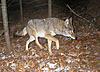 2012 Trail Camera Photos-coyote-johns.jpg