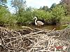2012 Trail Camera Photos-heron-touched-up.jpg