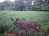 2012 Trail Camera Photos-wgi_0076.jpg