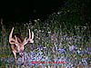 Does this Buck score 150?-picture-033.jpg