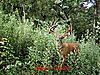 Does this Buck score 150?-picture-282.jpg