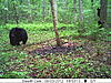Pics from a cheapo Stealth Rogue cam-boylan-s-trail-cam-pics-021.jpg