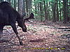 moose-pict0055.jpg