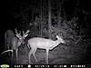 1st buck pic of the year-my-land-62512-101.jpg