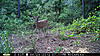 A better pic of a buck I will be after-rayburn-712012-175.jpg