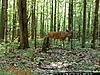 First buck on trail camera!-006.jpg