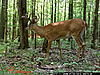 First buck on trail camera!-008.jpg