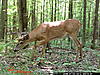 First buck on trail camera!-009.jpg