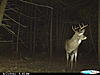 First buck on trail camera!-004.jpg