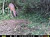 I'll give him another year.....-7-9deer3.jpg