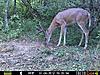I'll give him another year.....-7-9-deer2.jpg