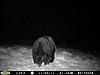 Nice Size Bear-really-20big-20bear-20smaller-20pic-1-.jpg