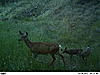 Idaho Pictures mixed bag bears elk and mule deer-baker-city-006.jpg