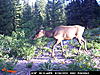 Idaho Pictures mixed bag bears elk and mule deer-mores-creek-summet-348.jpg