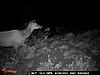Idaho Pictures mixed bag bears elk and mule deer-mores-creek-summet-349.jpg