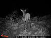 Idaho Pictures mixed bag bears elk and mule deer-mores-creek-summet-352.jpg