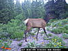 Idaho Pictures mixed bag bears elk and mule deer-mores-creek-summet-892.jpg
