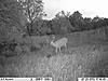 little acorn 11 point bruiser-imag0072.jpg