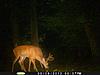First Bucks of the Year-pict0017.jpg