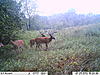 daytime pic of four bucks with one being a big twelve-imag0642.jpg