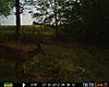 Pike County Buck-prms0012.jpg