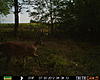 Pike County Buck-prms0013.jpg