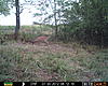 Pike County Buck-prms0019.jpg