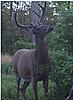 Northeast PA bucks-untitled.jpg