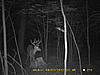 trail cam pics-pict0026.jpg