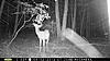 trail cam pics-pict0009.jpg