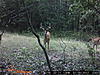 some bucks-sunp0302.jpg