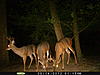 A Few New Bucks-3-bucks-aug-14.jpg