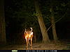 A Few New Bucks-6-point-broken-velvet-aug-14.jpg