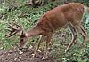 Western Pa hit list-9-point.jpg