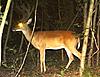 Checked cameras 1st time this year- MS bucks-imag0188-copy.jpg